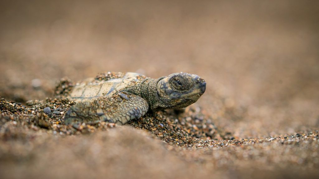 Arribada masiva de tortugas lora en Playa Ostional - Refugio Nacional