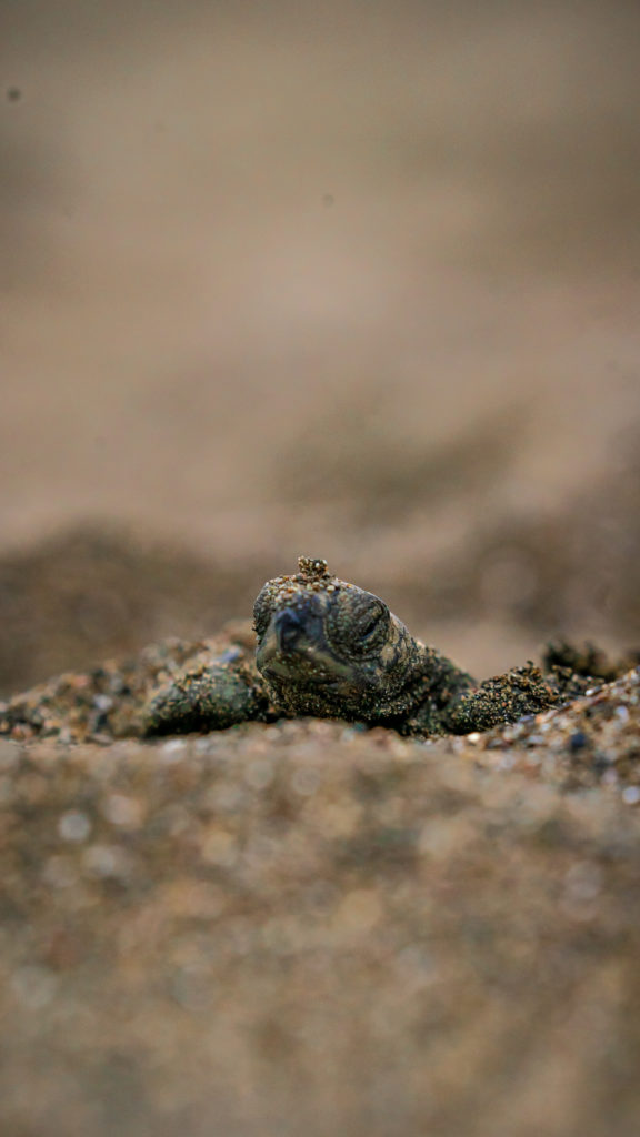 Tortugas lora desovando en playa Ostional al atardecer